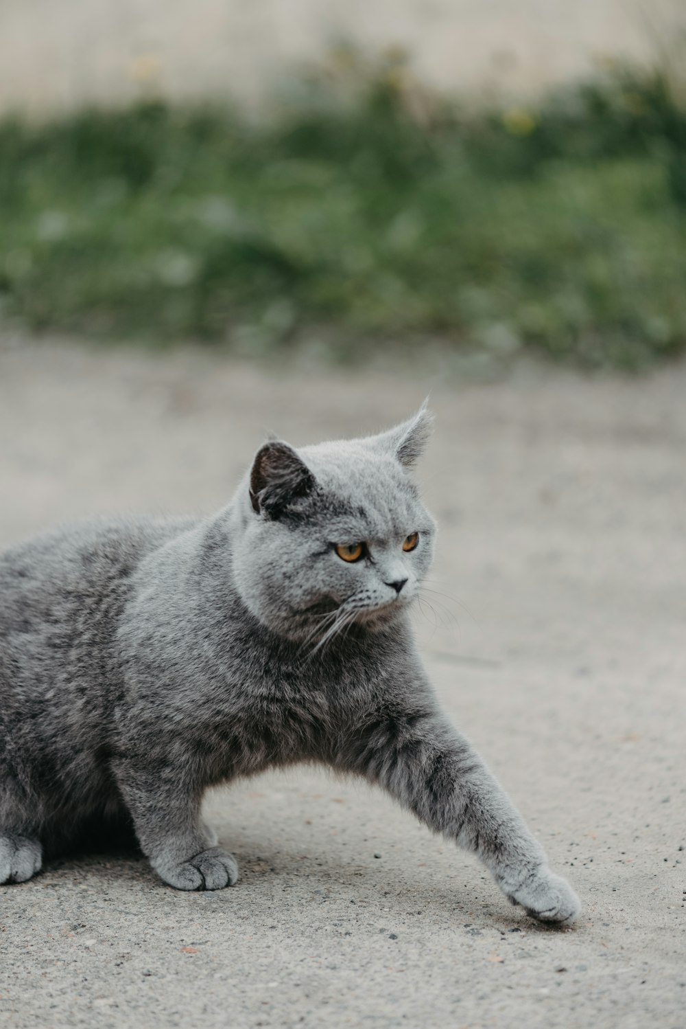 a gray cat sitting on top of a cement ground