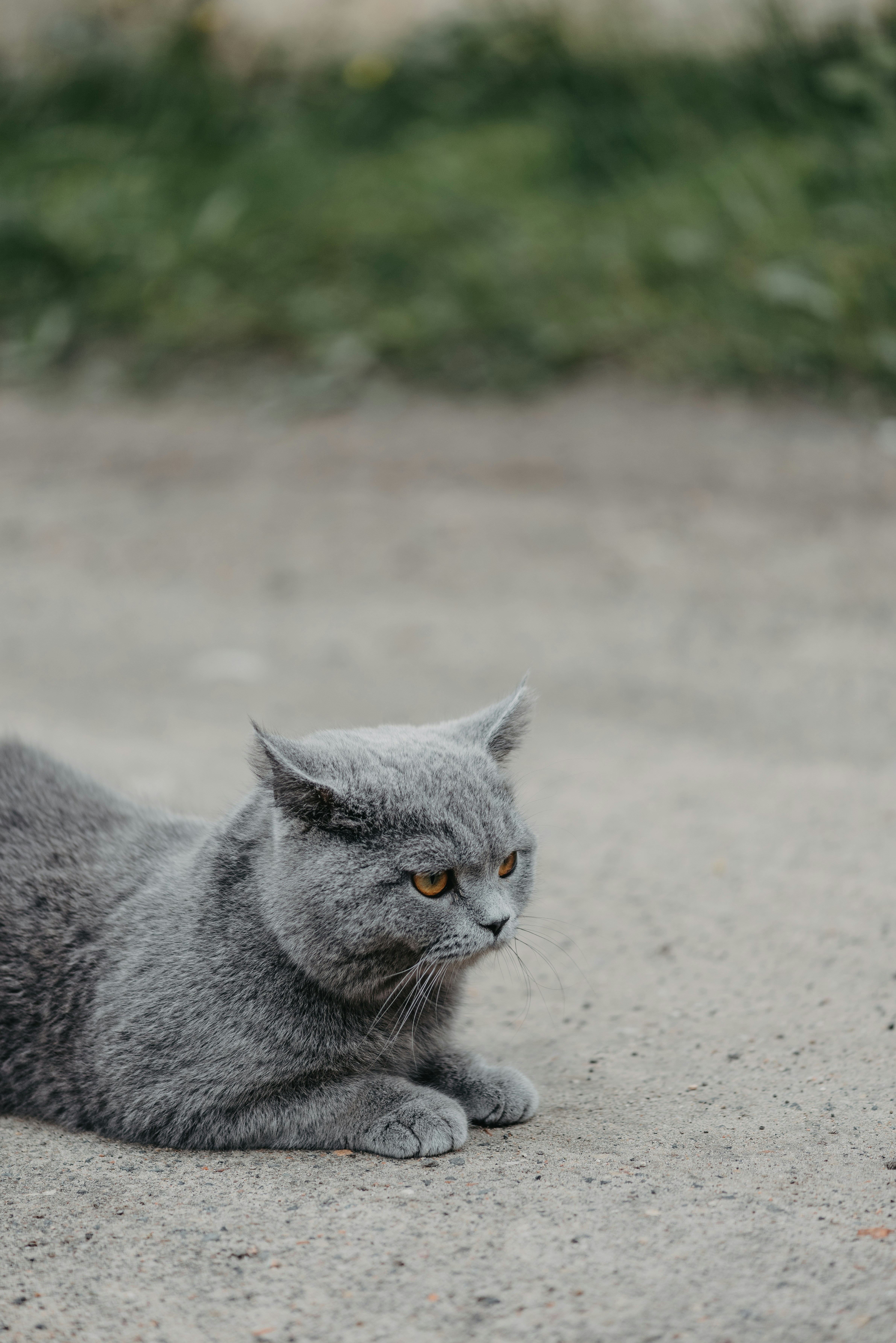 A gray cat laying down on the ground photo – Free Cat Image on Unsplash, image size:3000x4495