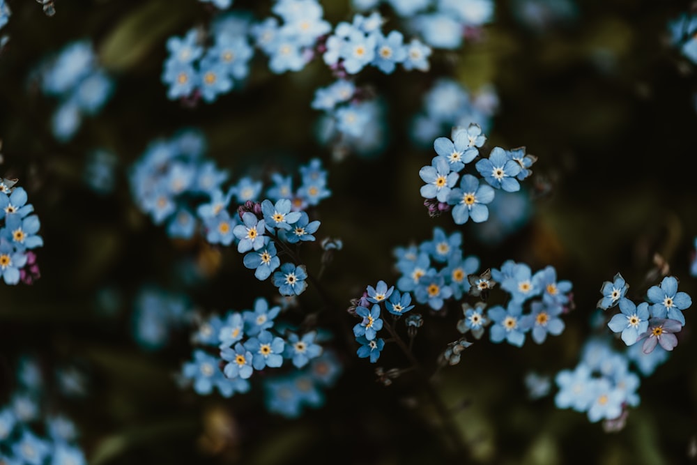 a bunch of small blue flowers with green leaves