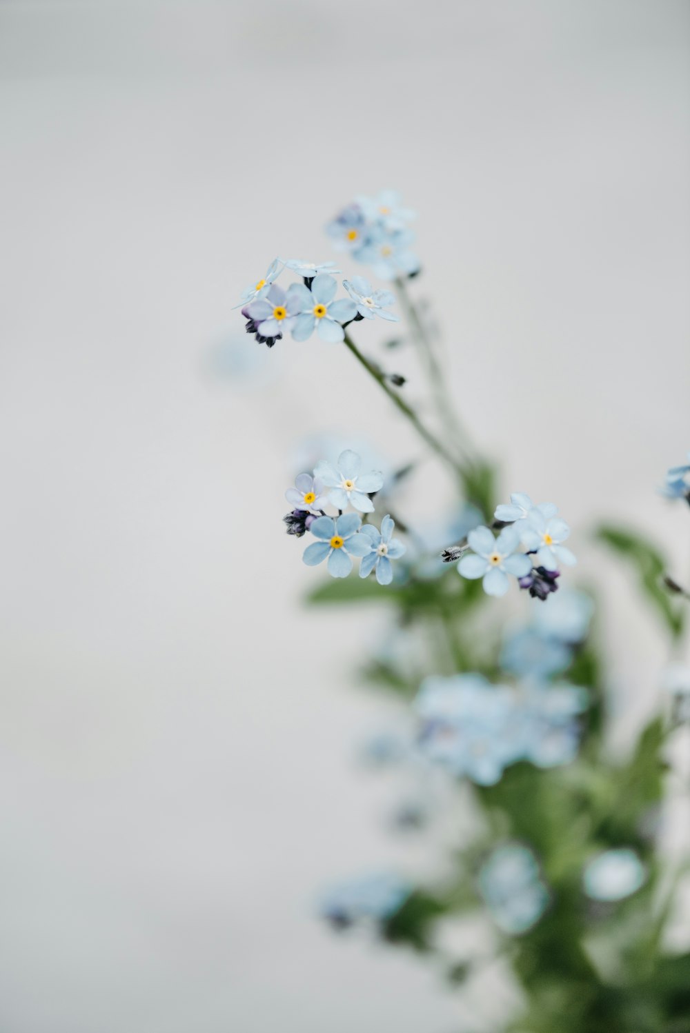 a vase filled with blue flowers on top of a table