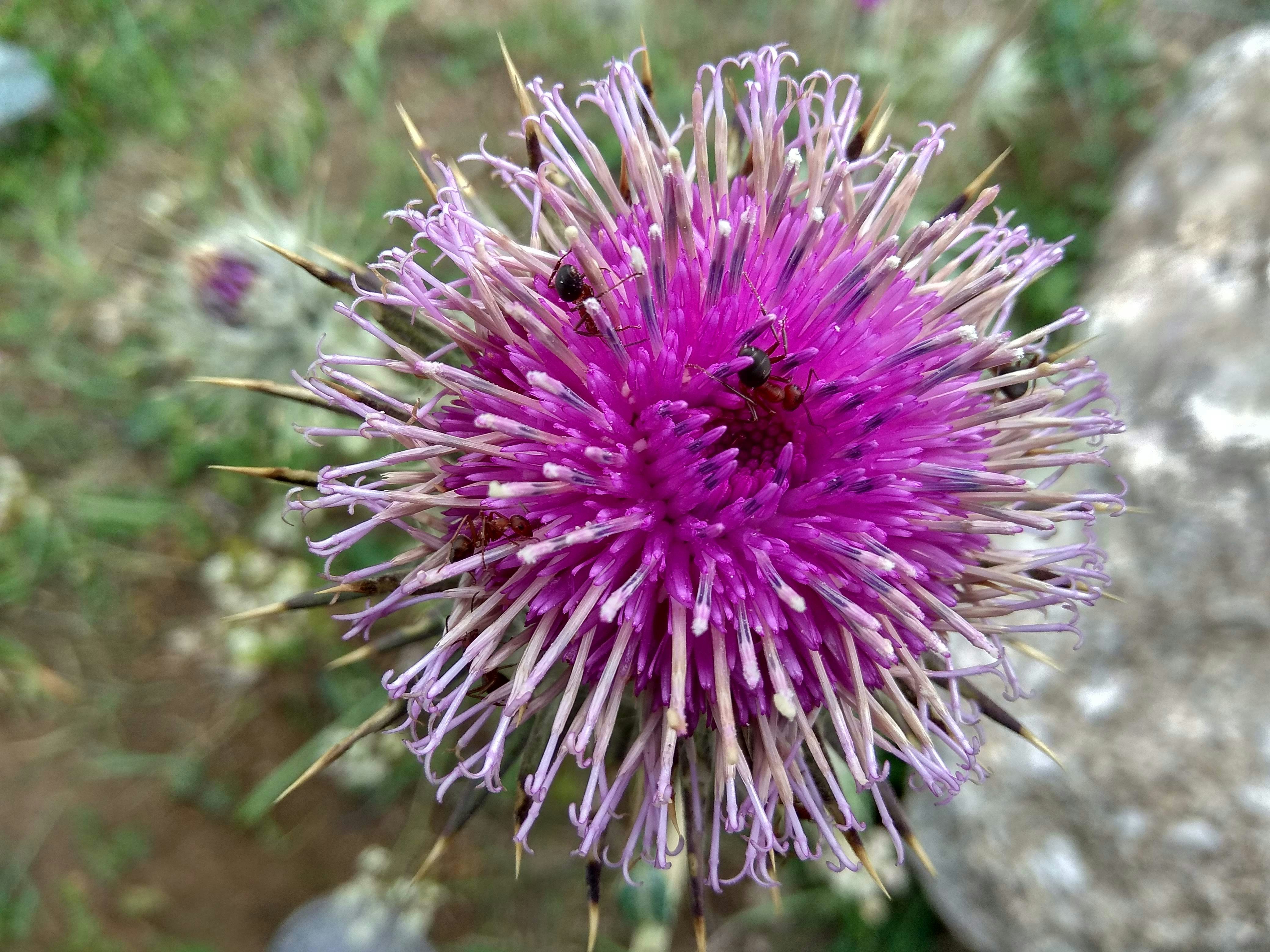 Photo by asifrazasyed