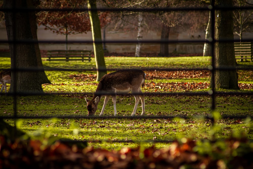 a deer grazing in a field behind a fence