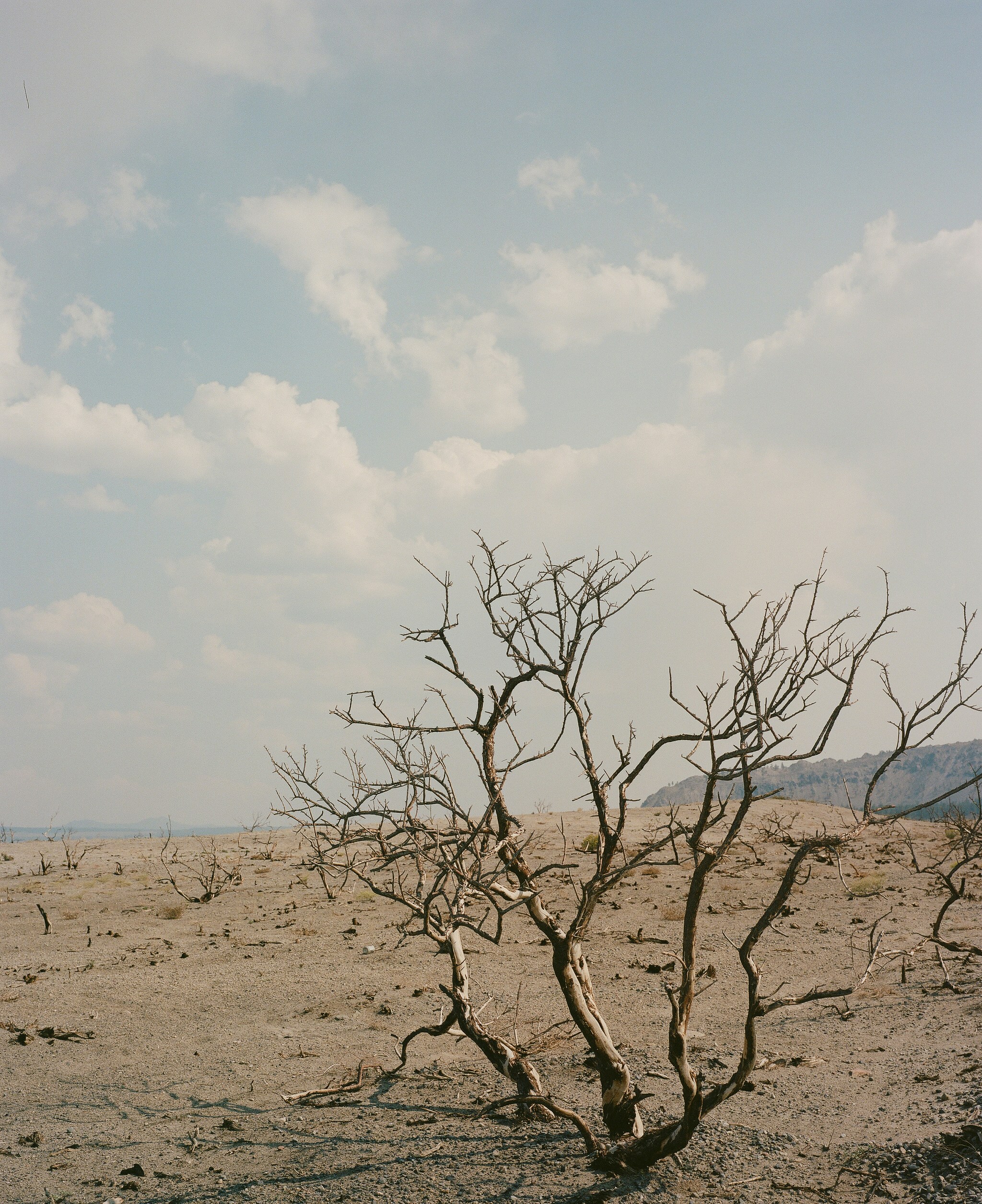 a dead tree in the middle of a desert