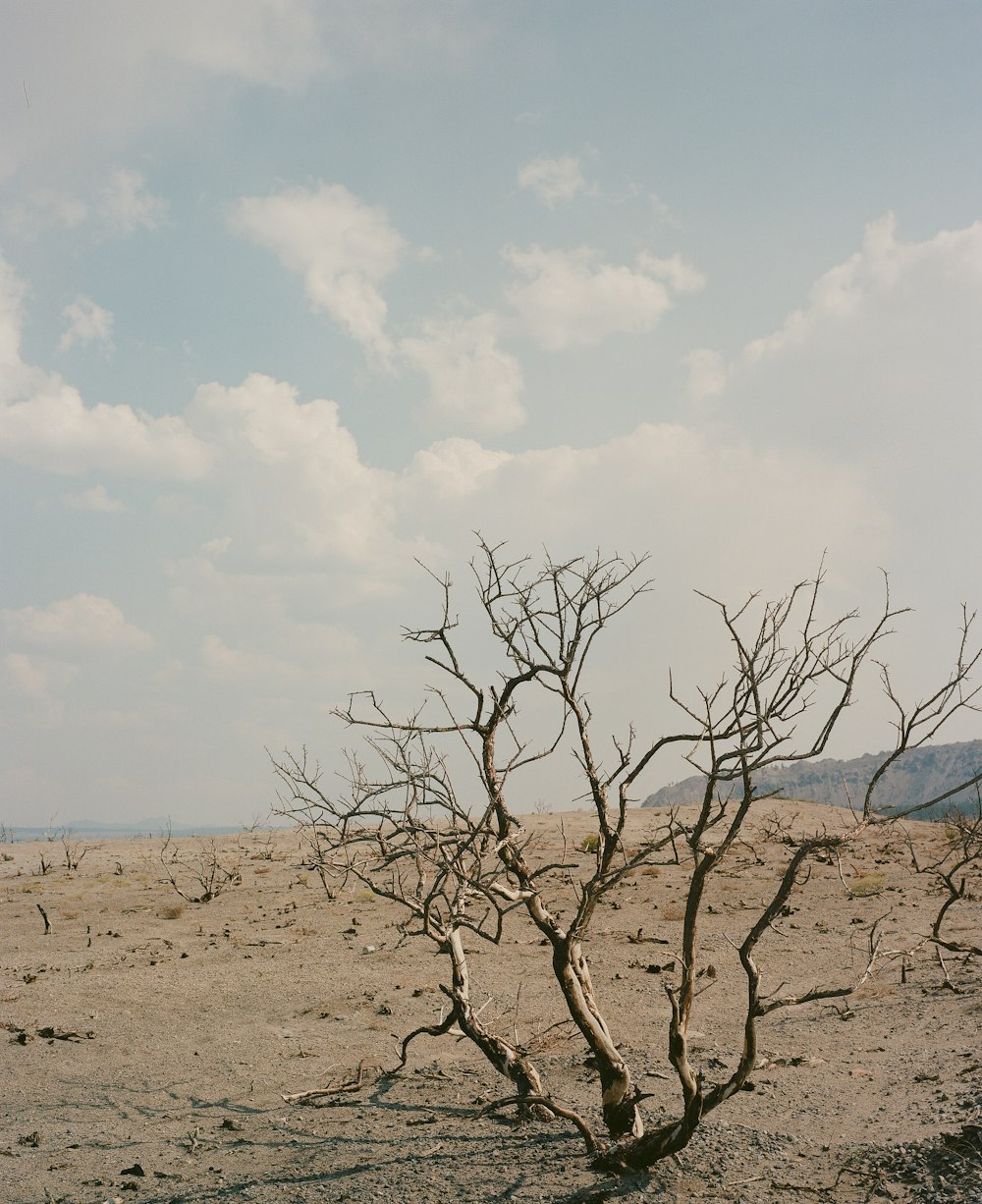 a dead tree in the middle of a desert