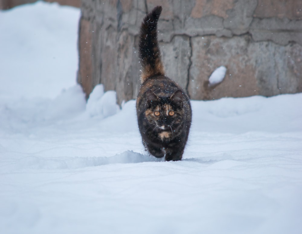 a cat walking in the snow near a stone wall