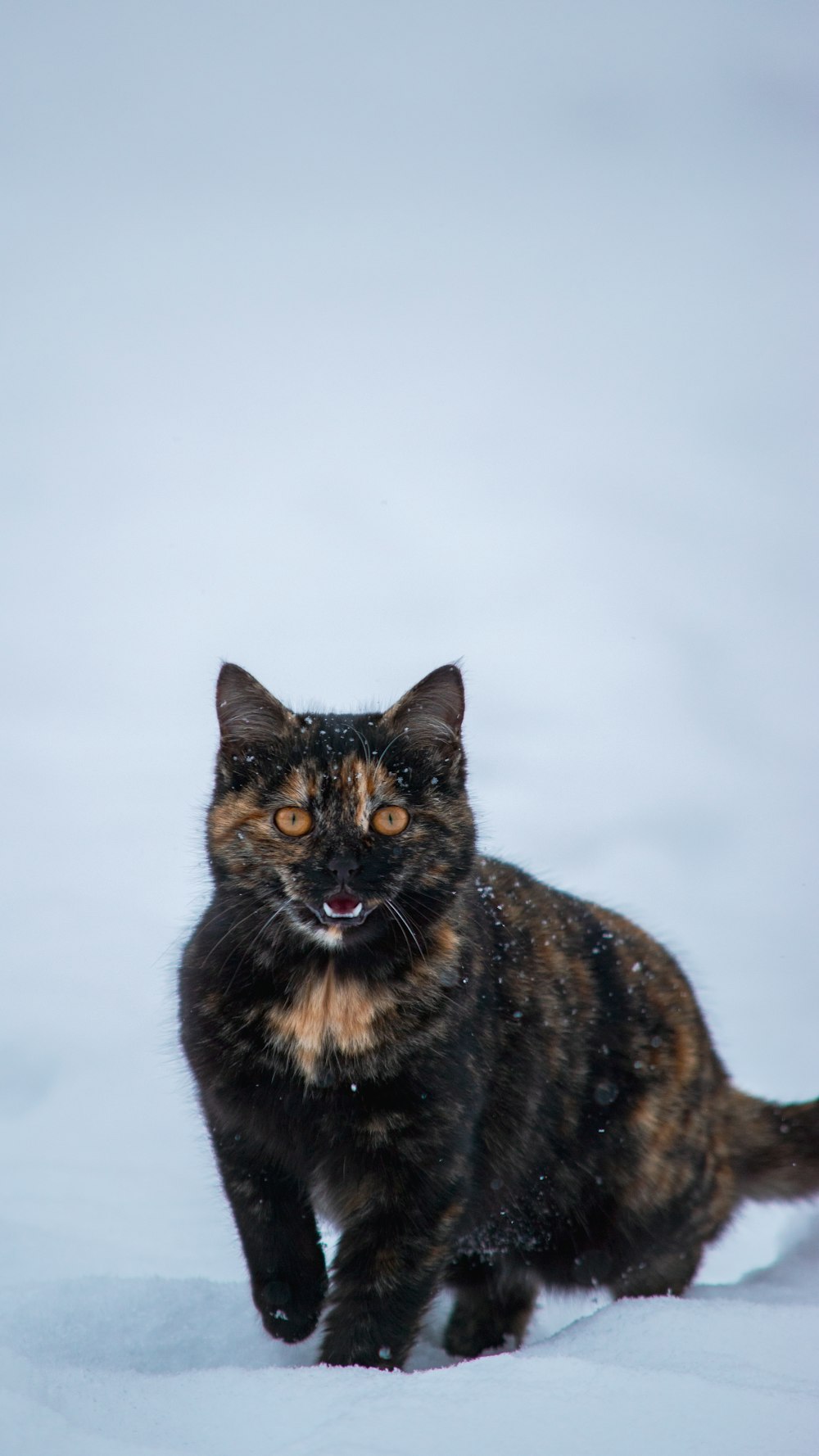 a cat that is walking in the snow