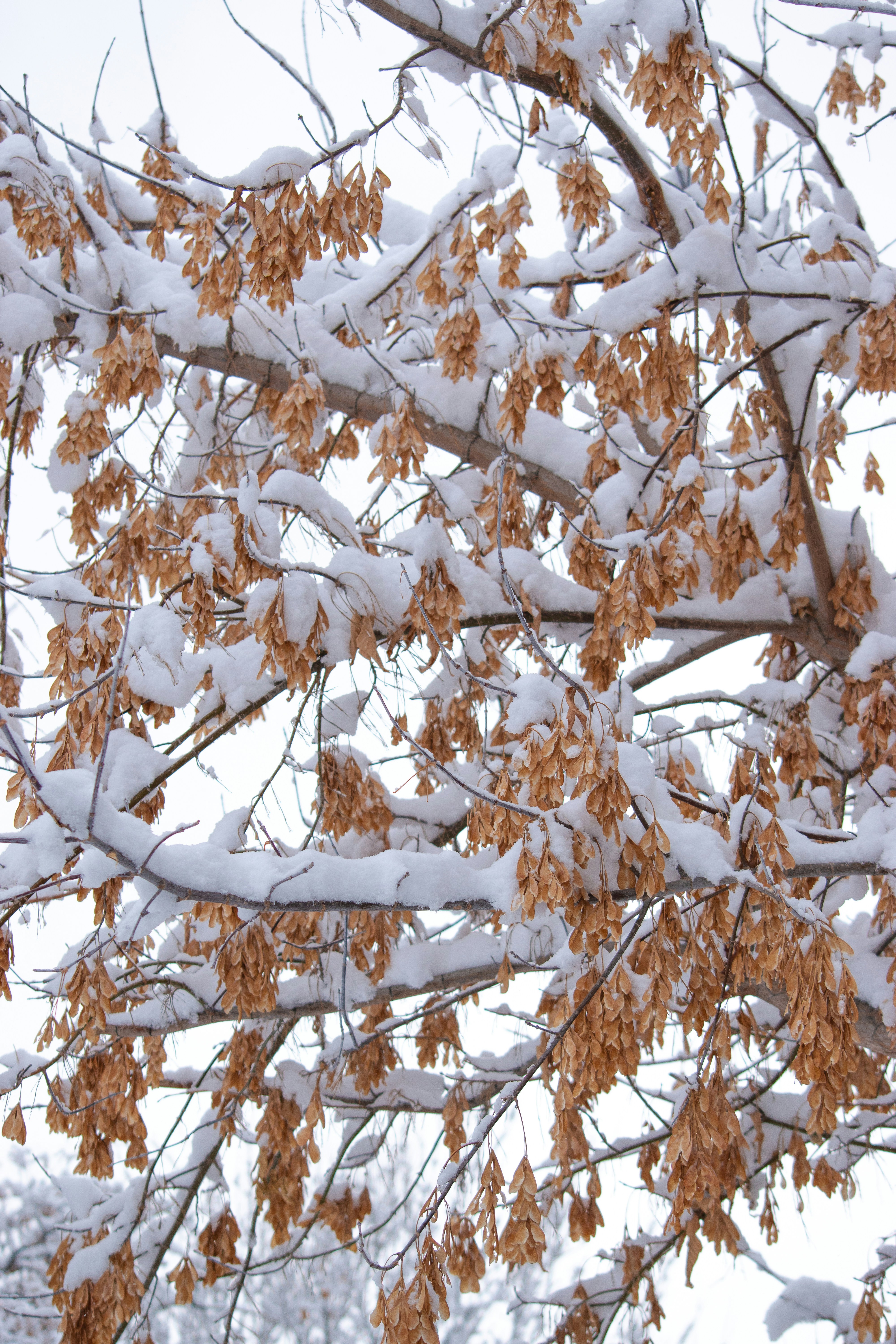 a snow covered tree with a clock on it
