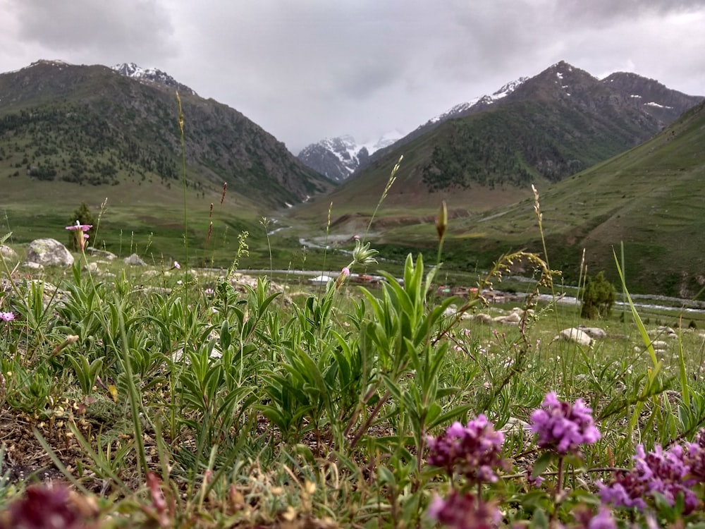 a field with purple flowers and mountains in the background