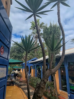 A quaint outdoor café scene surrounded by lush greenery with tall yucca plants in the foreground. Vibrant blue and yellow color scheme highlights the architecture of small, cozy buildings in the background. People are seated under green umbrellas, enjoying their time in a relaxed atmosphere.