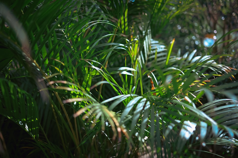 um close up de uma planta com muitas folhas