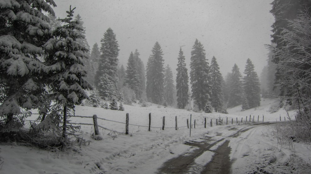 a snow covered road in the middle of a forest