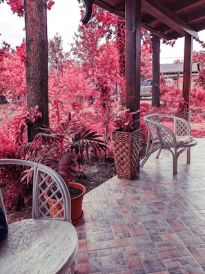 A beautifully arranged outdoor patio with local plants.