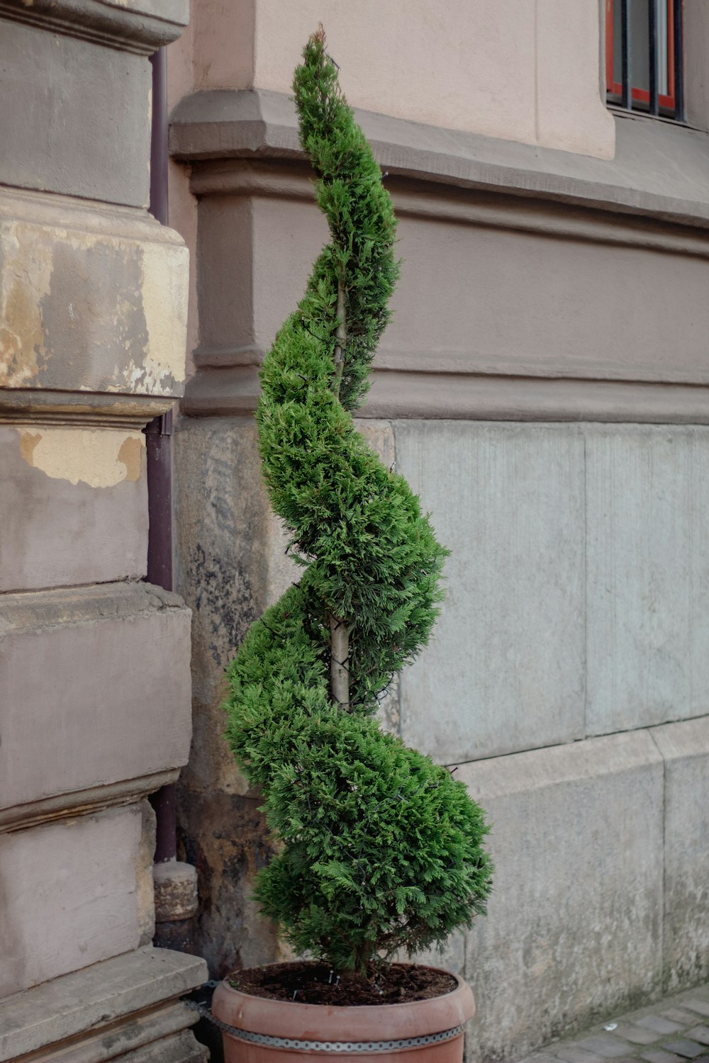 a potted plant on the side of a building