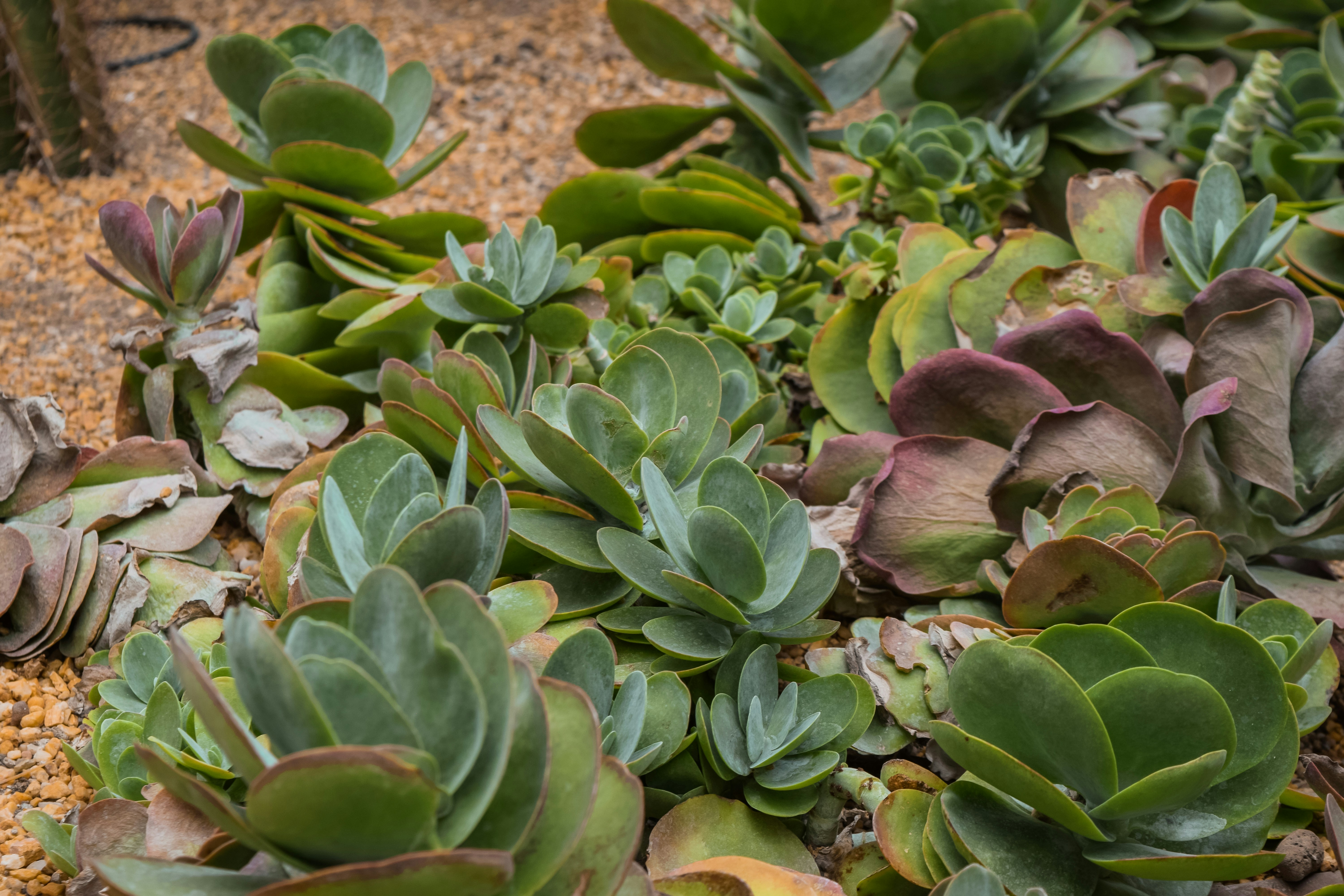 Photo by mechaowlstudios