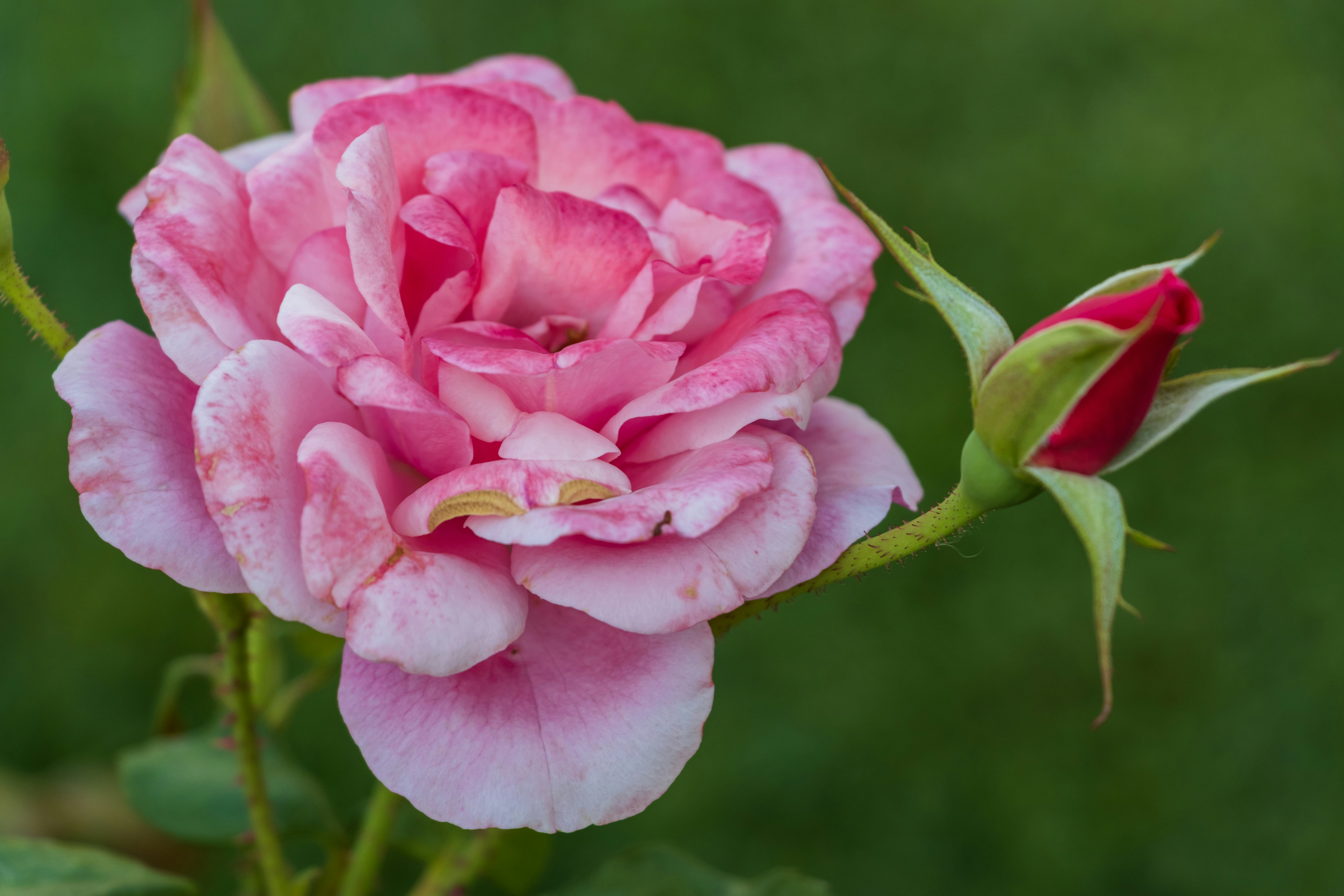 Photo by mechaowlstudios