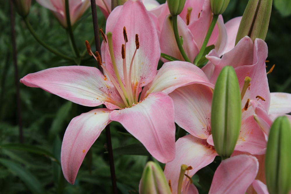 a bunch of pink flowers with green stems