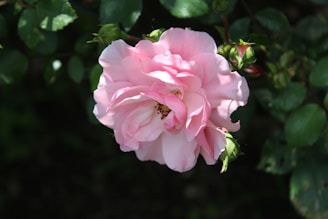 A delicate pink rose in full bloom surrounded by lush green leaves. The petals are soft and slightly ruffled, creating a gentle, romantic appearance. Sunlight casts subtle shadows, adding depth and texture.