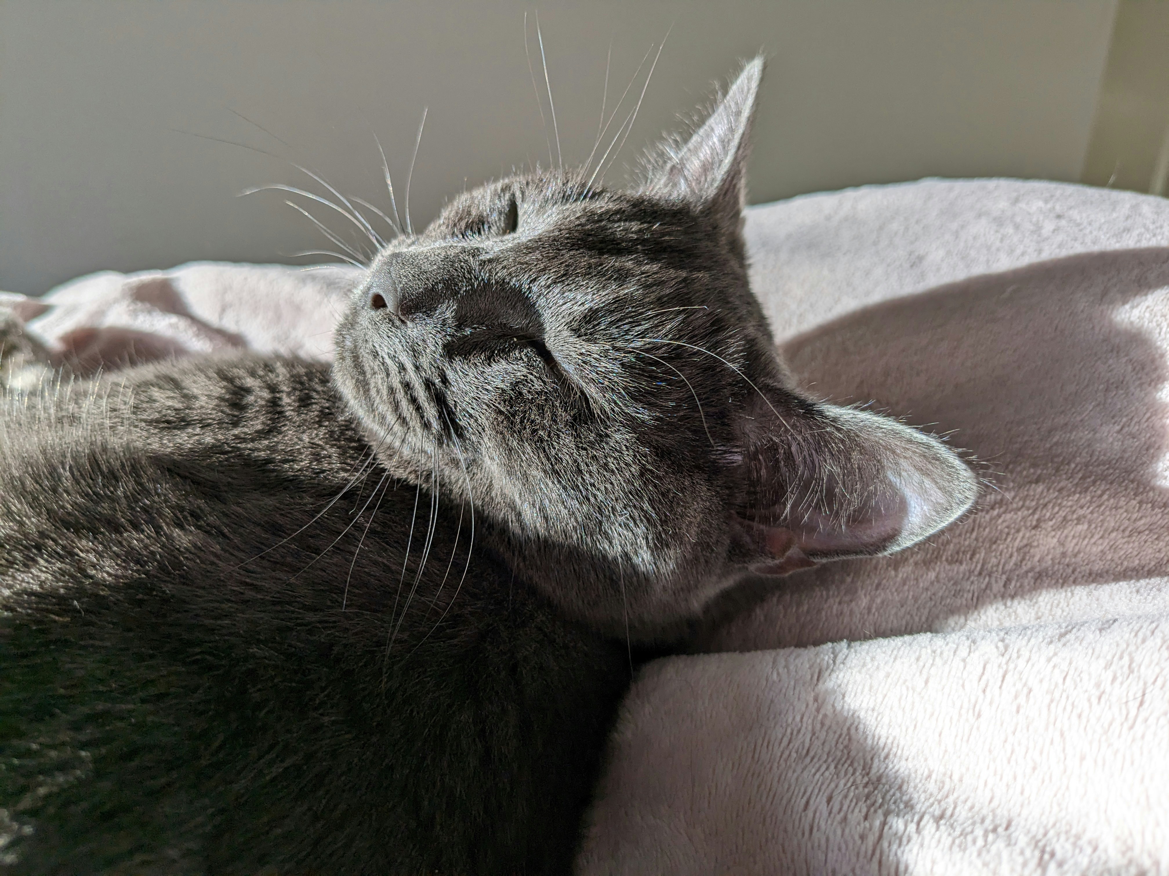 a gray cat laying on top of a bed
