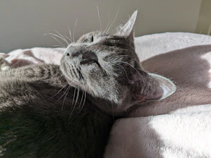 A gentle ragdoll cat resting peacefully on a soft blanket in warm sunlight.