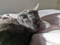 Close-up of a cat resting peacefully on a soft beige blanket with natural light.