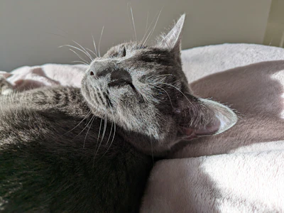 Close-up of a cat resting peacefully on a soft beige blanket with natural light.