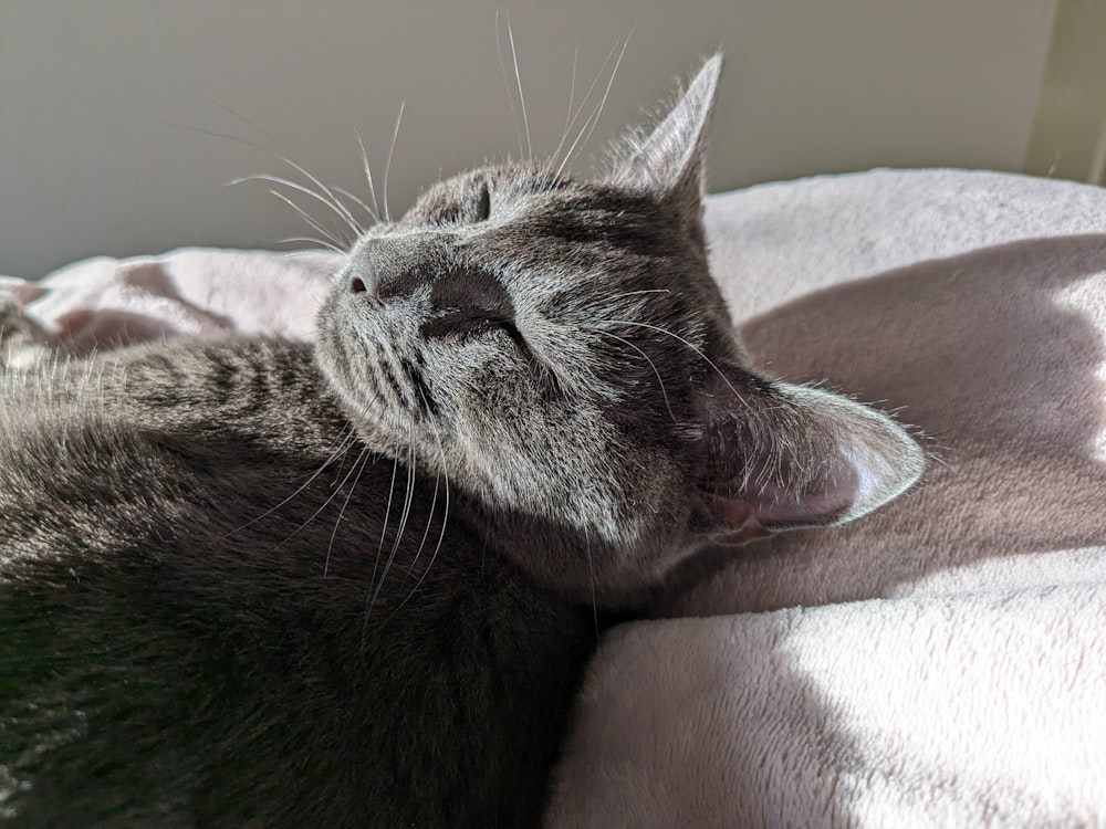 a gray cat laying on top of a bed