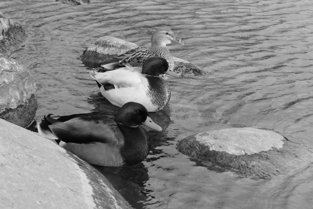 a couple of ducks that are in the water