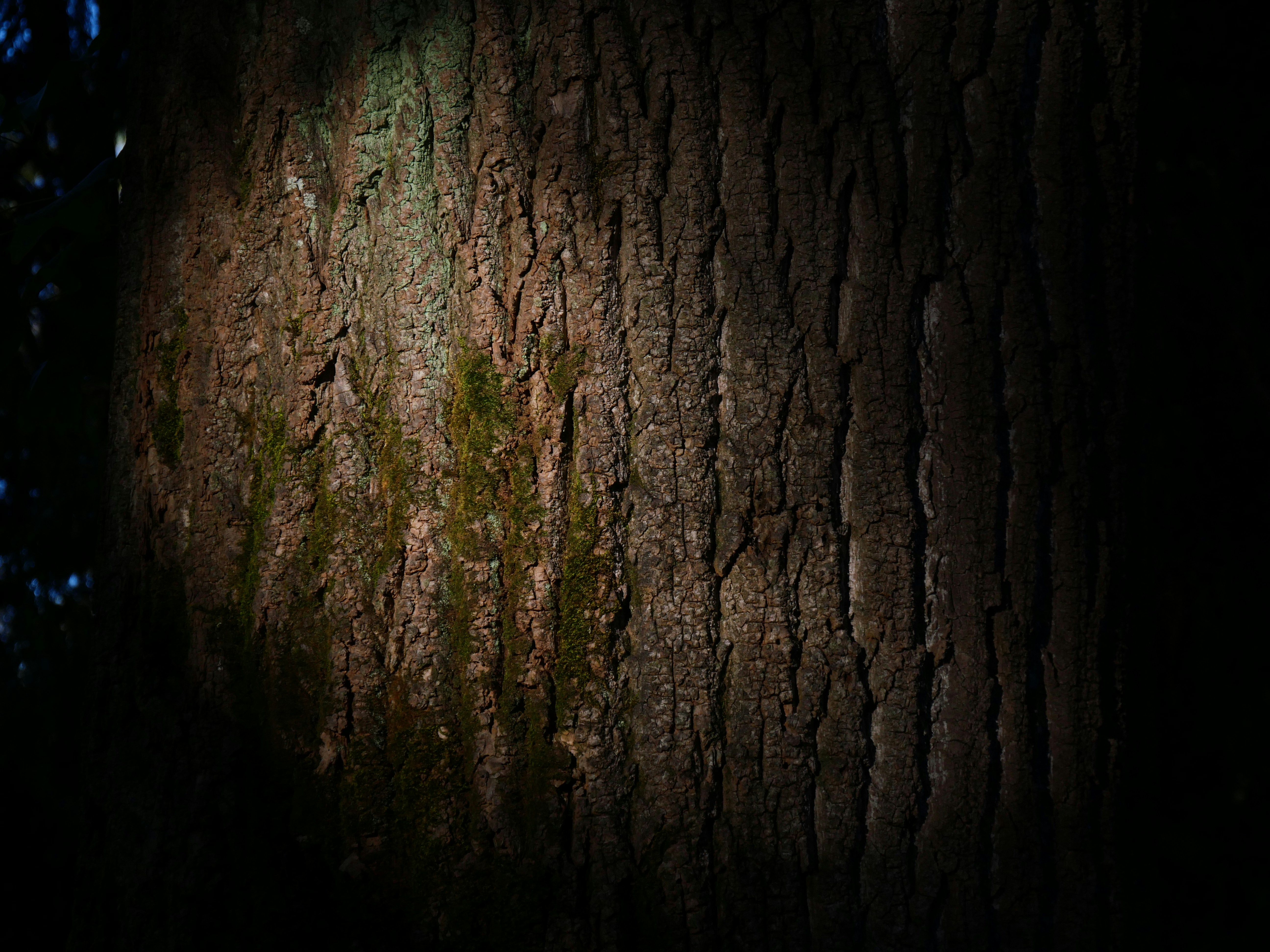 Photo by nimbus_vulpis