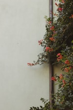 A wall with a muted green hue has a drainpipe running vertically along it. To the right, dense green foliage adorned with vibrant orange trumpet flowers climbs the wall.