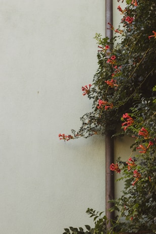 A wall with a muted green hue has a drainpipe running vertically along it. To the right, dense green foliage adorned with vibrant orange trumpet flowers climbs the wall.