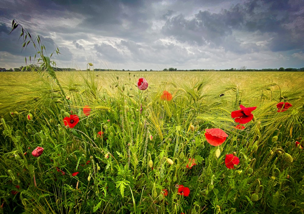 a field full of red flowers under a cloudy sky