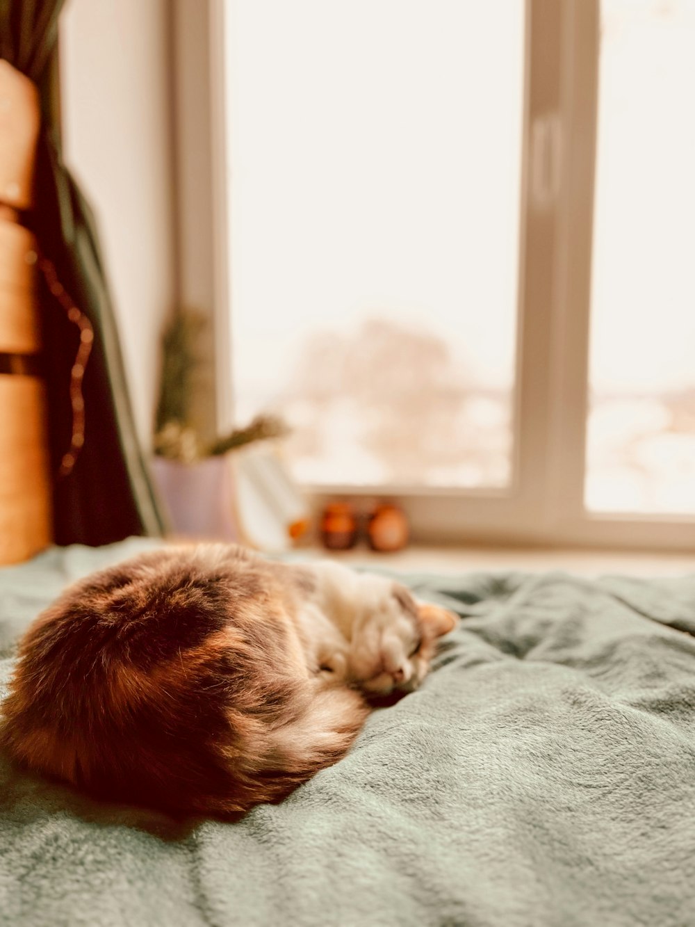 a cat sleeping on a bed in front of a window
