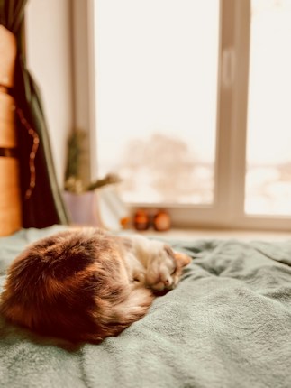 A cat is curled up and sleeping on a soft, green blanket, with a window in the background allowing warm natural light to fill the room. The scene is cozy and peaceful.
