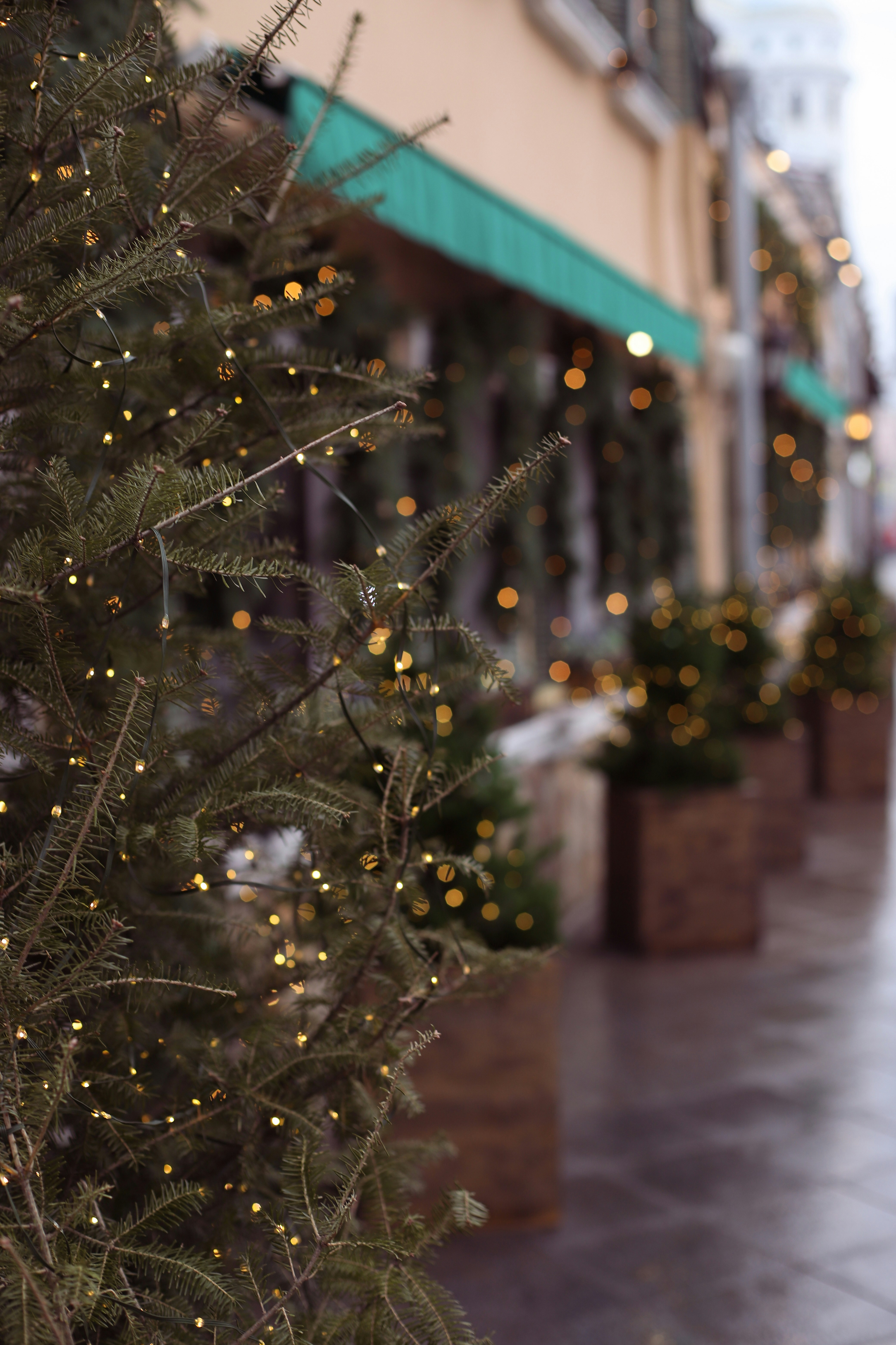 Photo by lapshinakseniia