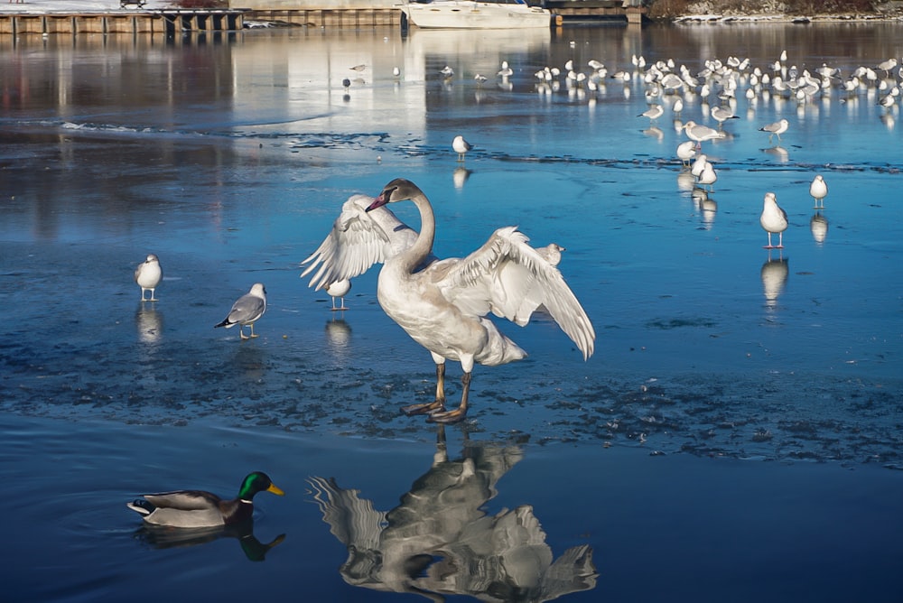 a flock of birds standing on top of a frozen lake