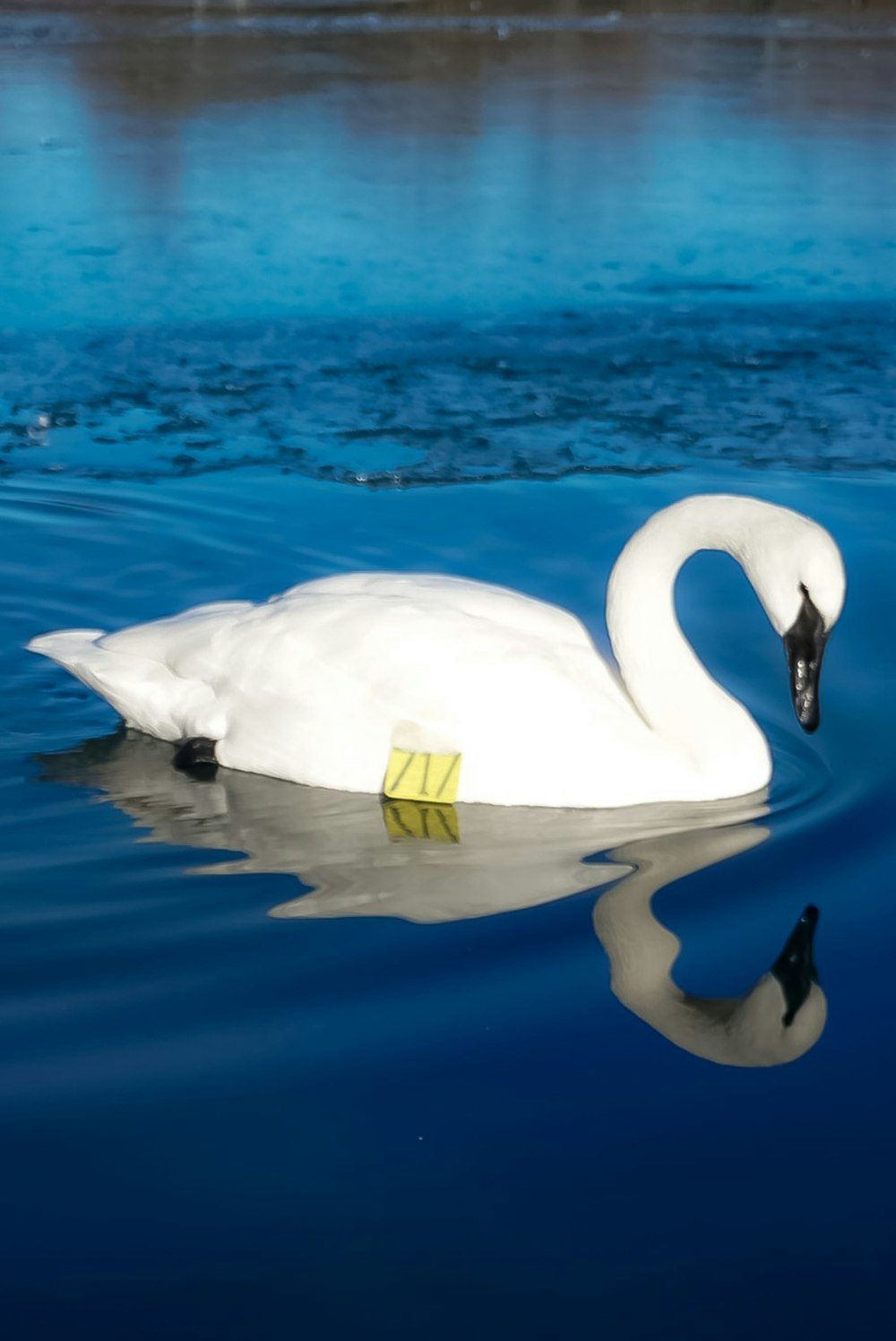 a white swan floating on top of a body of water