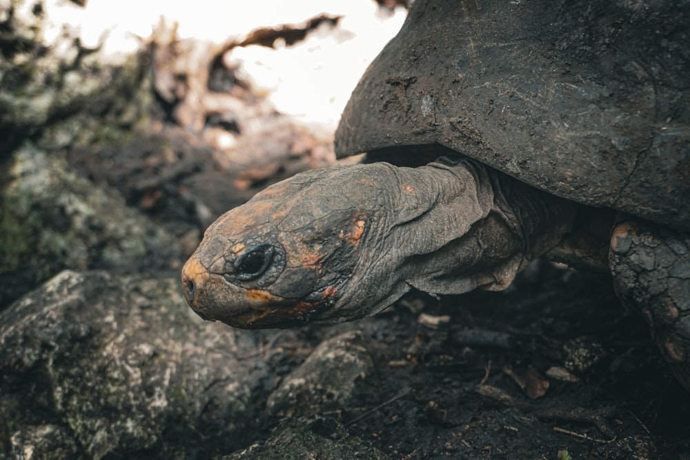 a close up of a tortoise crawling on a rock