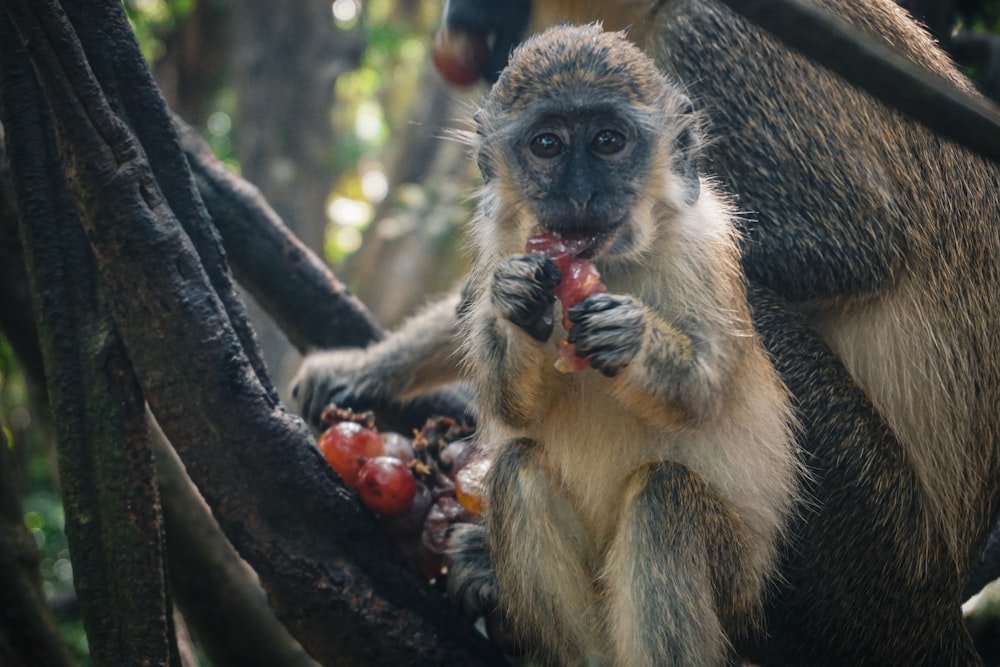 una scimmia seduta su un albero che mangia un pezzo di frutta