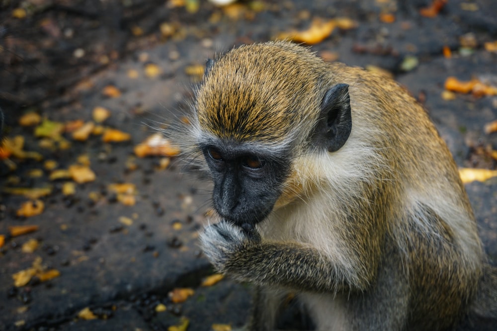 a monkey sitting on the ground eating something