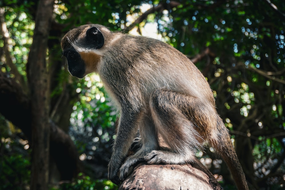 um macaco sentado em cima de um galho de árvore