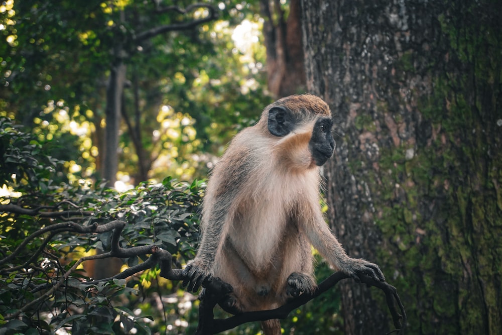 a monkey sitting on a tree branch in a forest