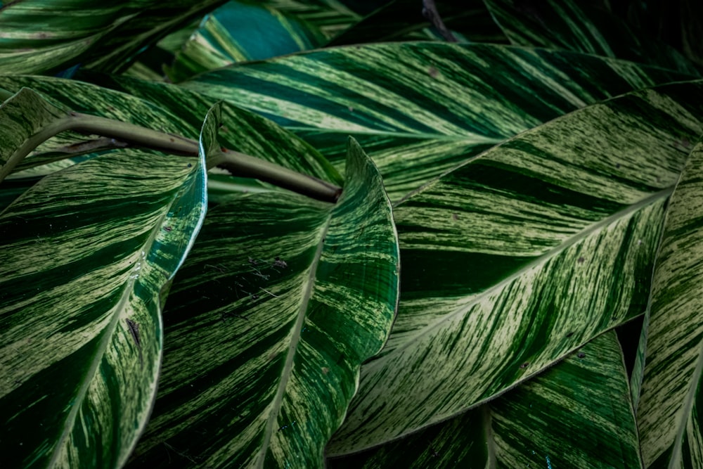 a close up of a green leafy plant