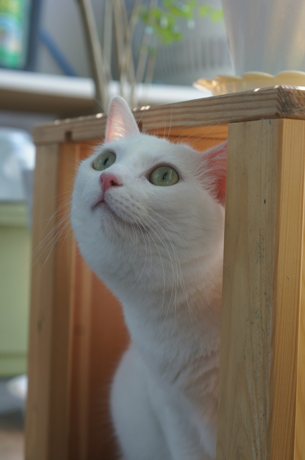 a white cat sitting on top of a wooden table