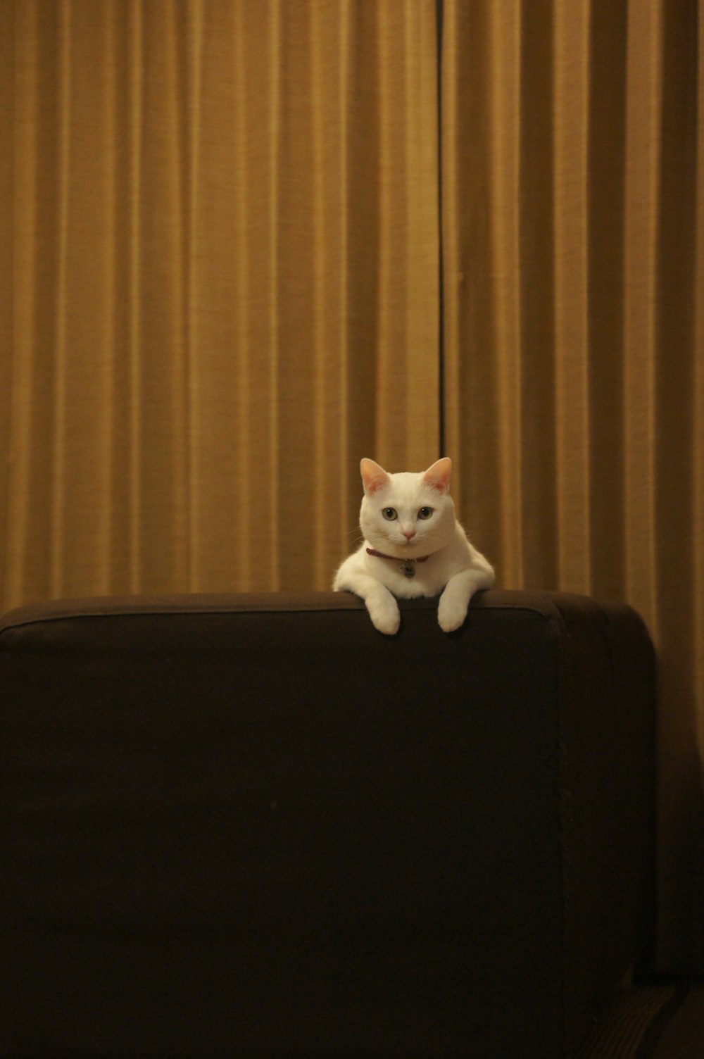 a white cat sitting on top of a black couch