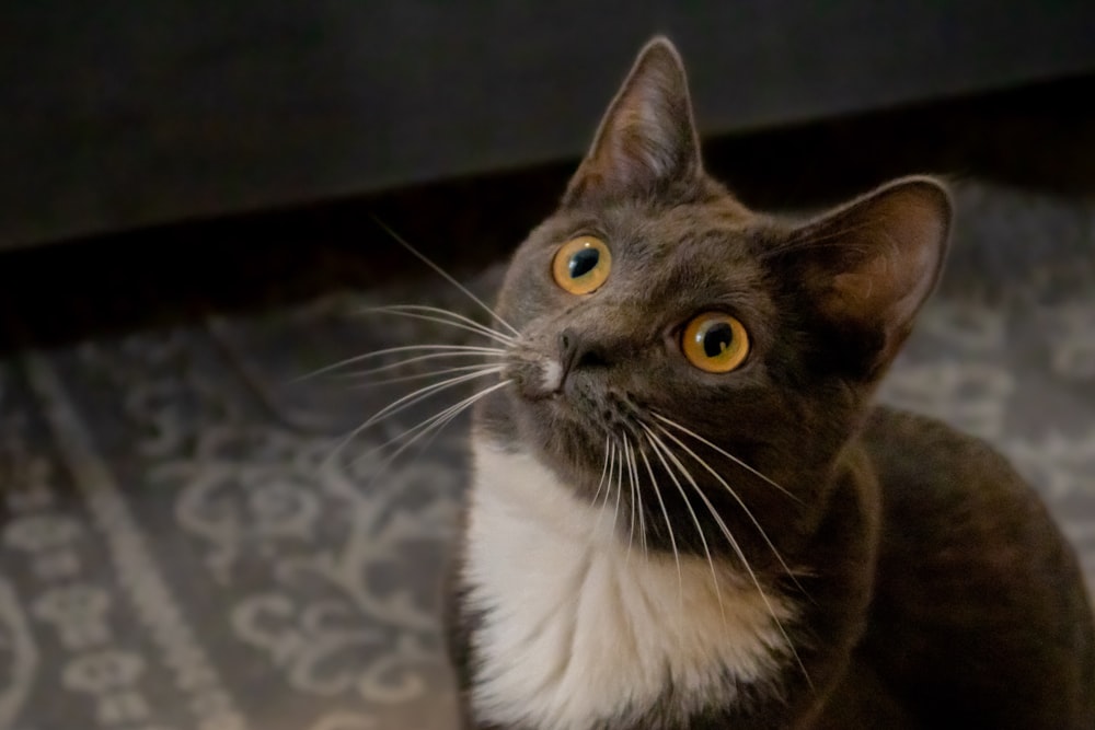 a close up of a cat with yellow eyes