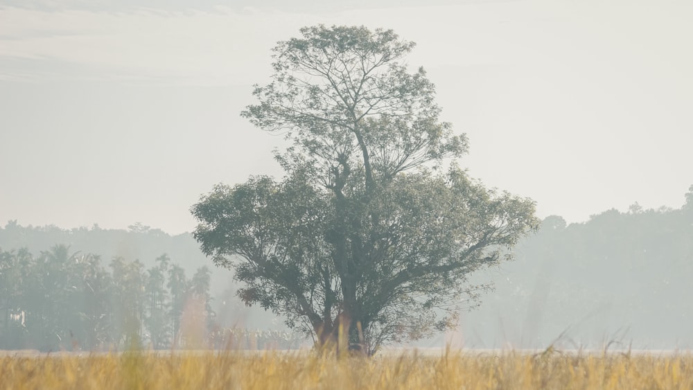 a lone tree in a field of tall grass