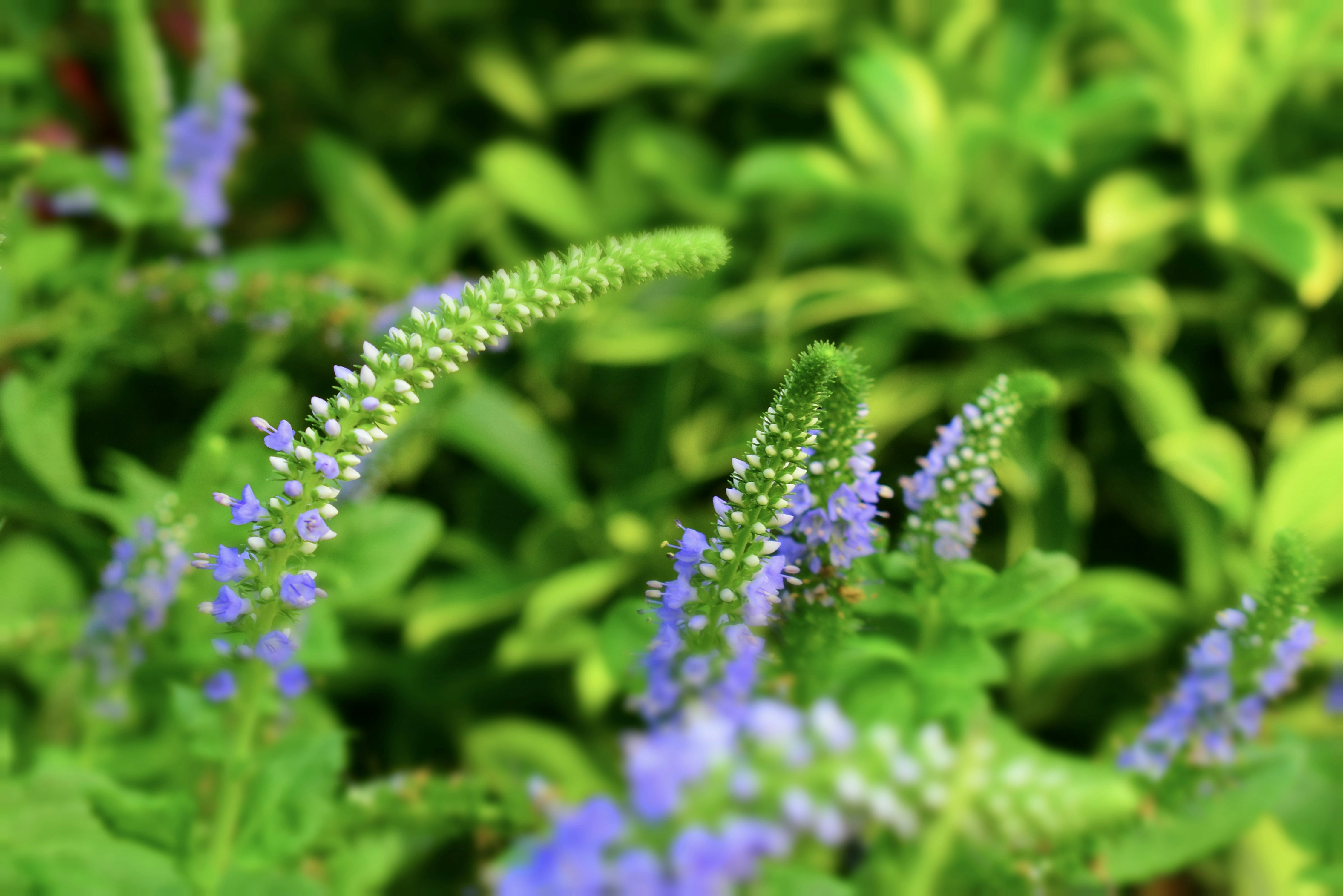 Photo by harveyabayasiri