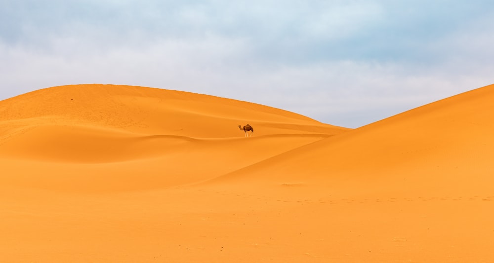 a lone camel standing in the middle of a desert