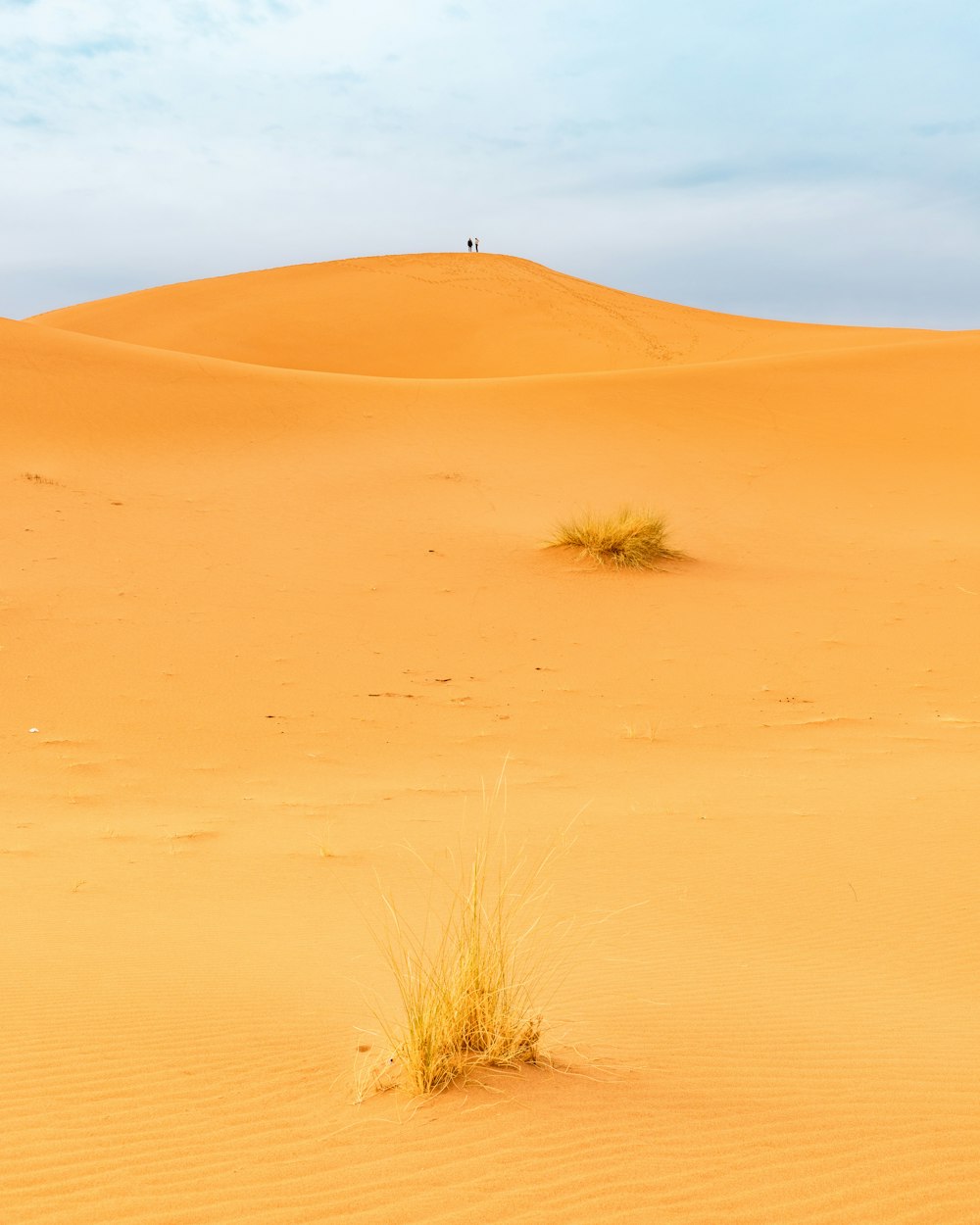 a lone plant in the middle of a desert