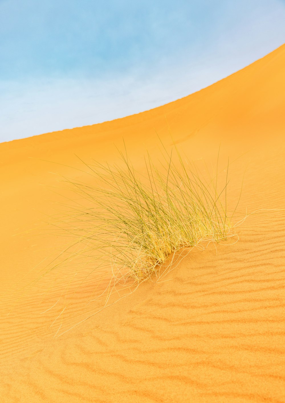 a grass growing out of the top of a sand dune